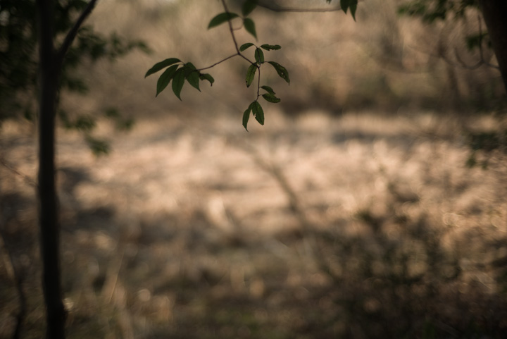 Leica M (Typ240) + Carl Zeiss C Sonnar T* 50mm F1.5 ZM