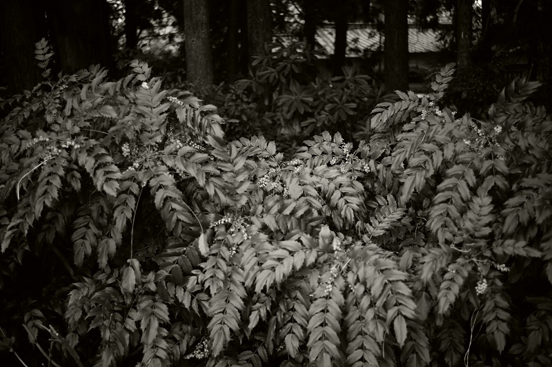 Leica M + ULTRON Vintage Line 35mm F2 Aspherical