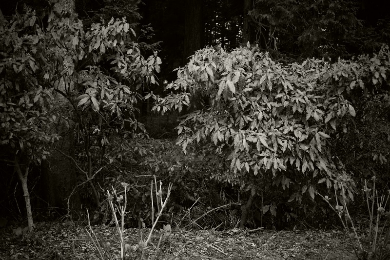 Leica M + ULTRON Vintage Line 35mm F2 Aspherical
