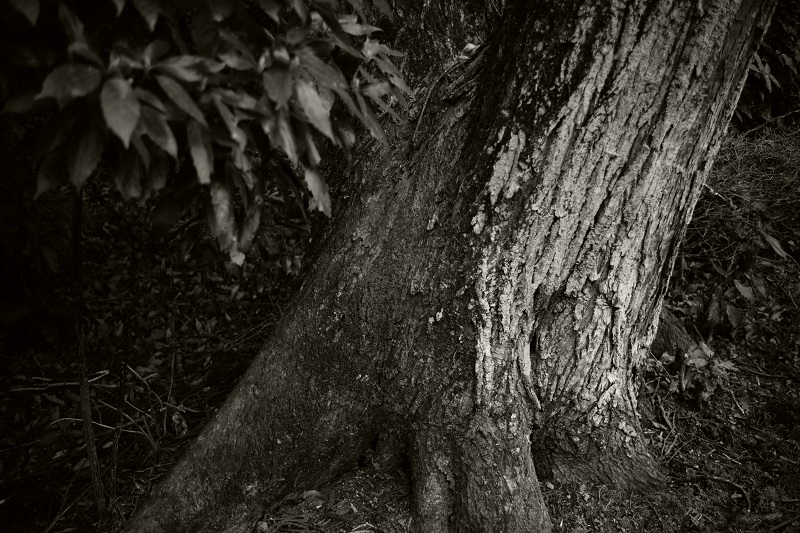 Leica M + ULTRON Vintage Line 35mm F2 Aspherical