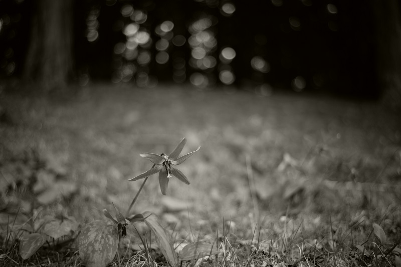 Leica M + ULTRON Vintage Line 35mm F2 Aspherical