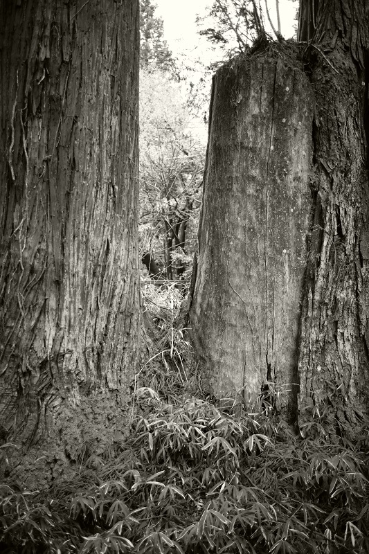 Leica M + ULTRON Vintage Line 35mm F2 Aspherical