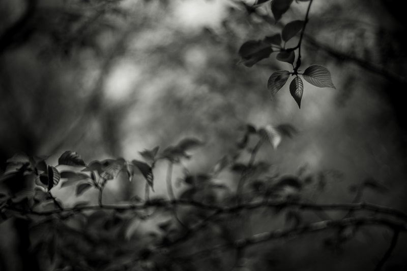 Leica M (Typ240) + SUMMILUX-M 50mm F1.4 (2nd)