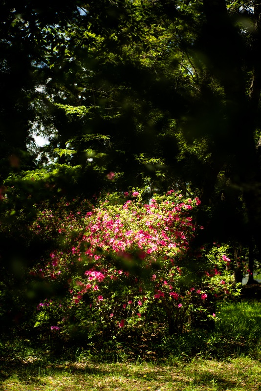 Leica M (Typ240) + SUMMILUX-M 50mm F1.4 (2nd)