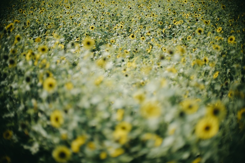 LUMIX DC-S9 + NOCTILUX 50mm F1.0 E60